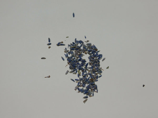 Lavender Sachets in organza satchels filled with lavender Super blue
