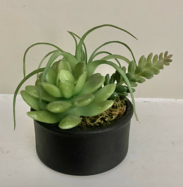 Succulents (faux) in black pot