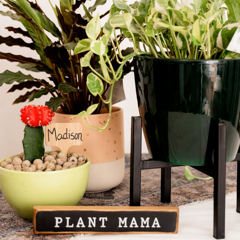 Plants &amp; Floral