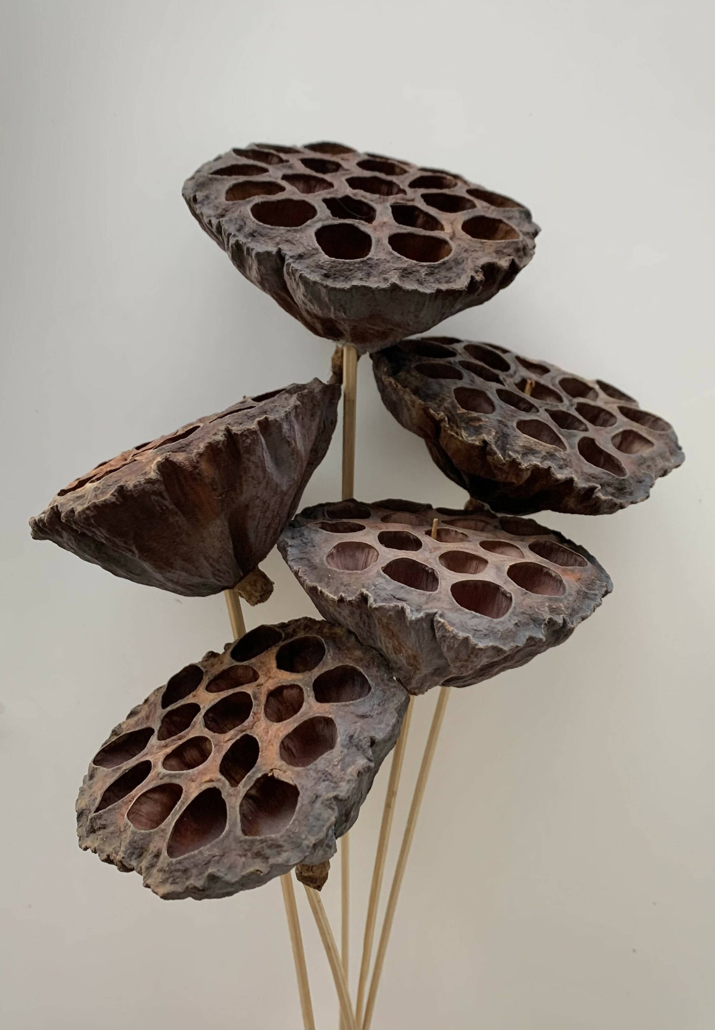Dried Floral - Lotus Pods (5 pack)