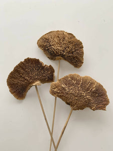 Dried Floral - Sponge Mushroom (3 pack)