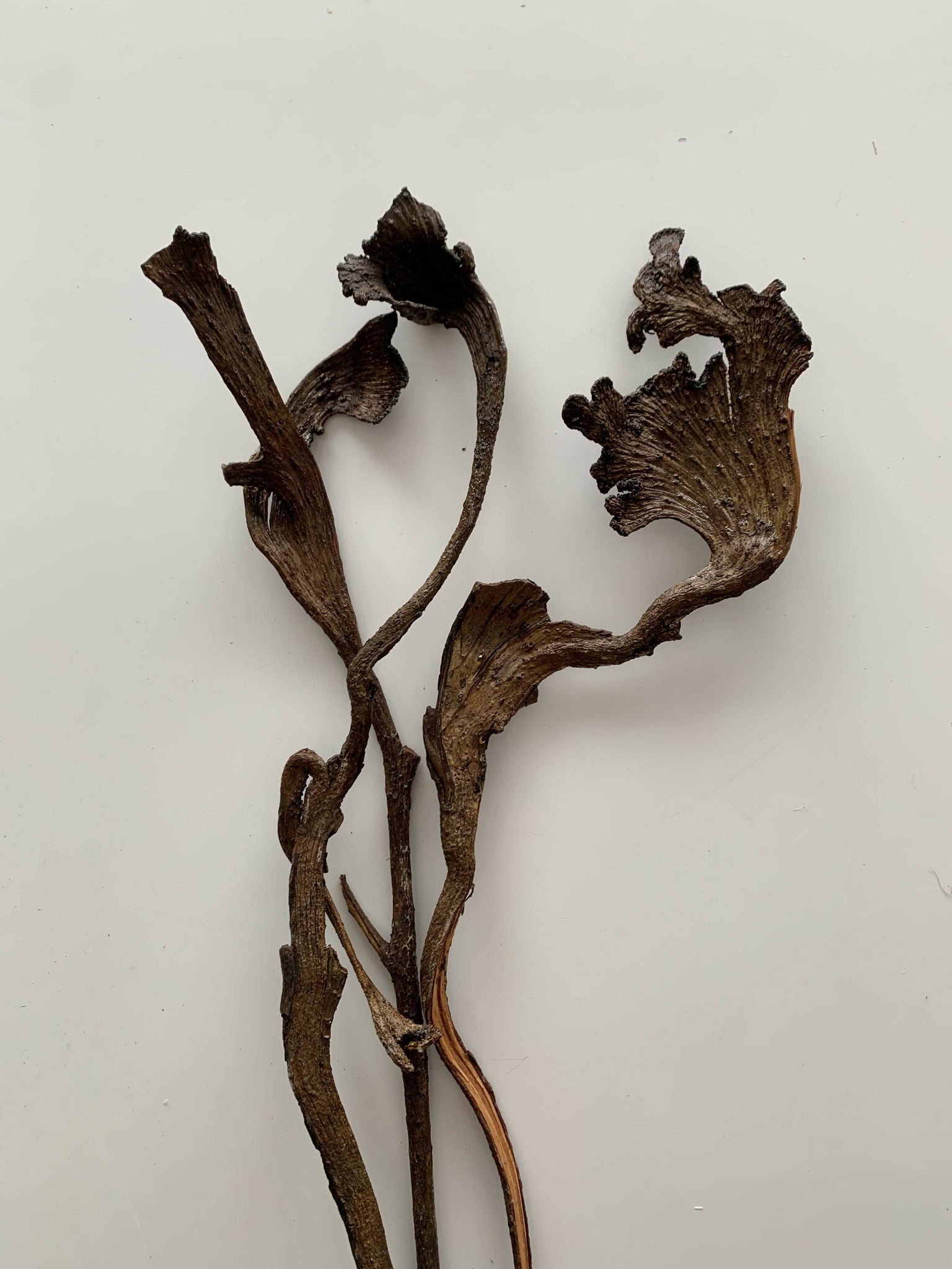 Dried Floral - Natraj Branches (3 pack)