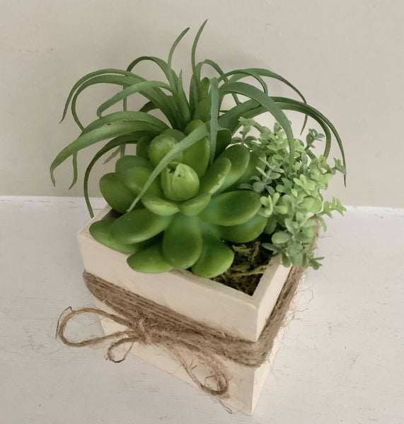 Wood Box of Succulents