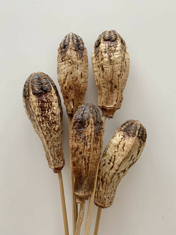 Dried Floral - Mahogany Pods (5 pack)