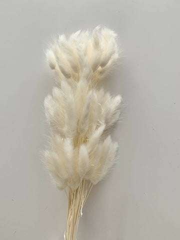 Dried Floral - Bunny Tail (bleached)