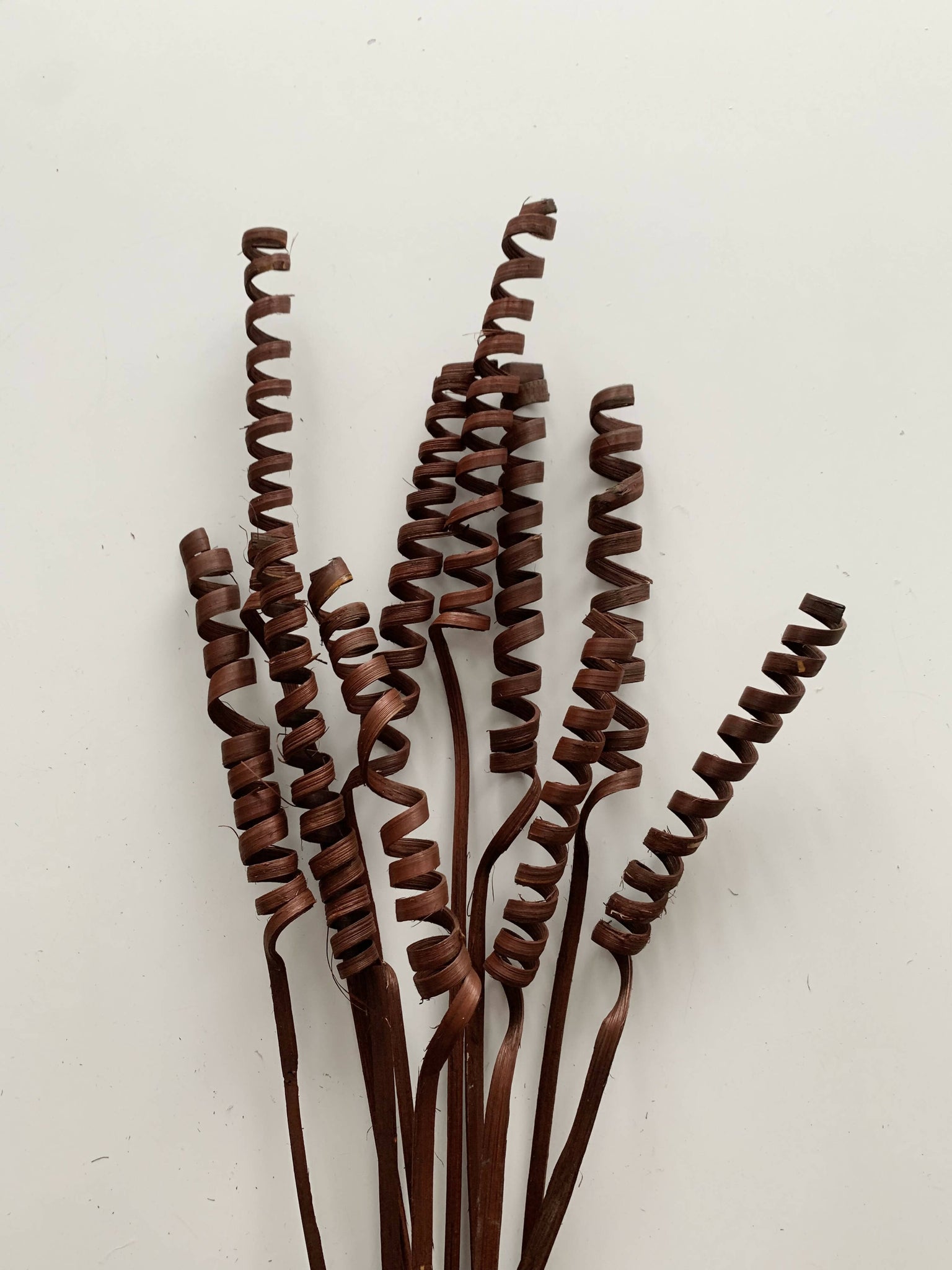 Dried Floral - Cane Spiral (brown, 10 pack)