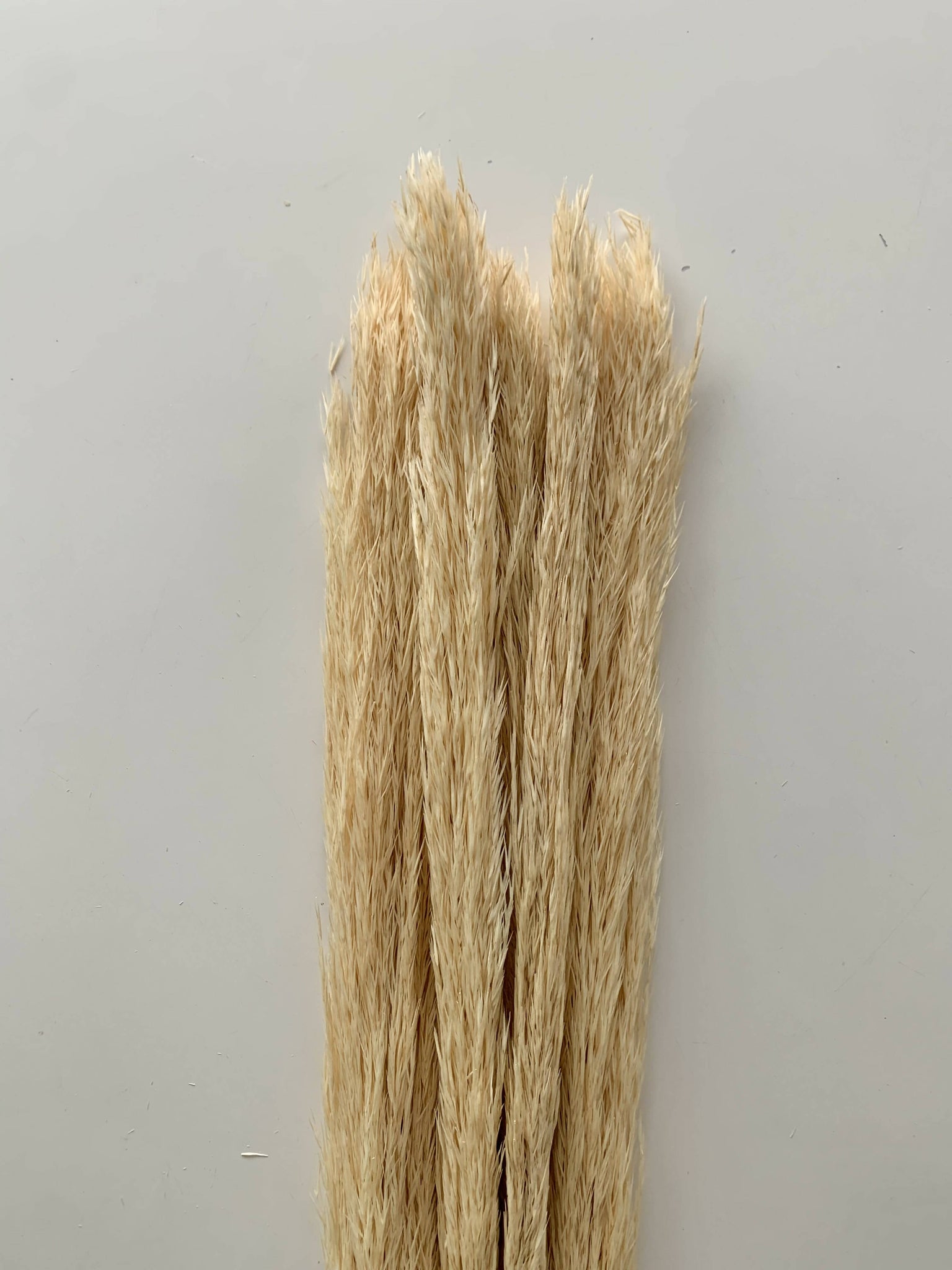 Dried Floral - Nana Grass (natural)
