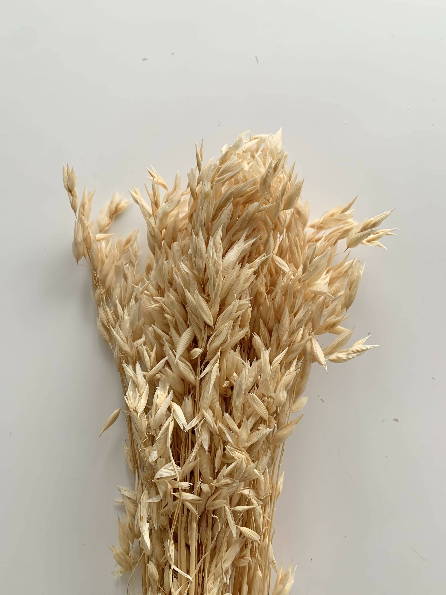 Dried Floral - Dried Oats