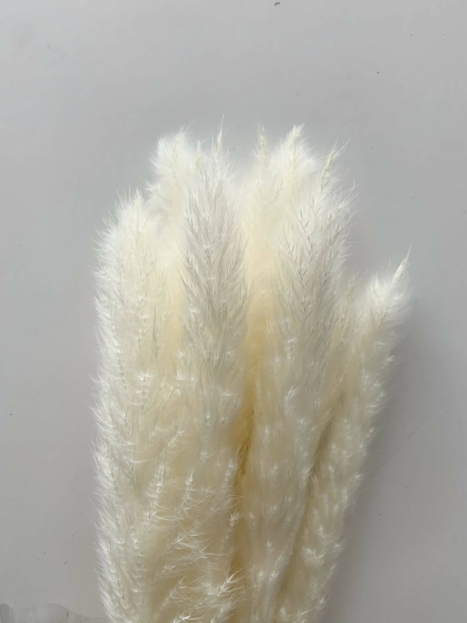 Dried Floral - Bleached Pampas Grass