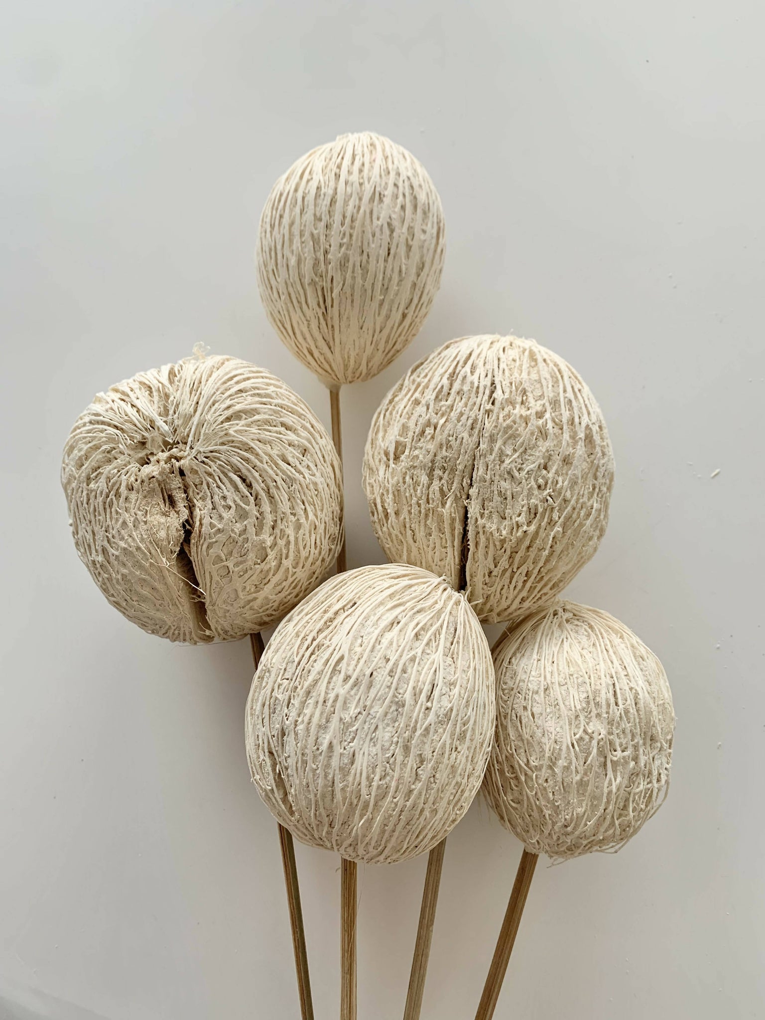 Dried Floral - Minolta Ball (natural, 5 pack)