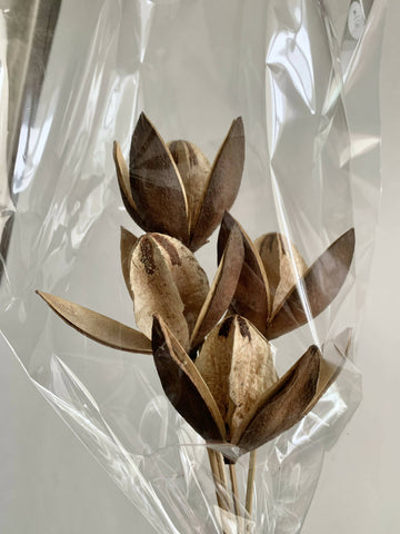 Dried Floral - Star Pods